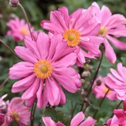 Anémone du Japon 'Prinz Heinrich - Le jardin fleuri jusqu'en octobre