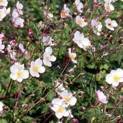 Anémone du Japon Robustissima - Fleurit quand tout fane