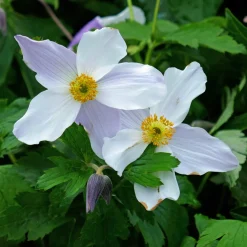 Anémone du Japon Ruffled Swan - Fleurs froufrous tout l'été