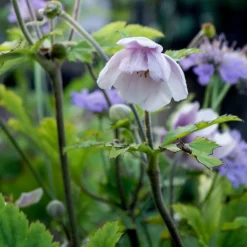 Anémone du Japon Ruffled Swan - Fleurs froufrous tout l'été