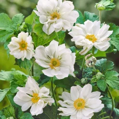 Anémone du Japon 'Whirlwind' - L'automne en fleurs blanches