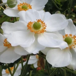Anémone Honorine Joubert - Le blanc qui illumine l'automne