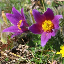 Anémone pulsatille - Le violet dès le printemps