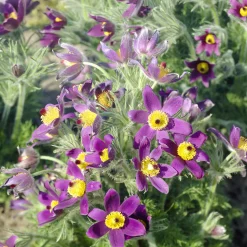 Anémone pulsatille - Le violet dès le printemps