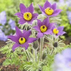 Anémone pulsatille - Le violet dès le printemps