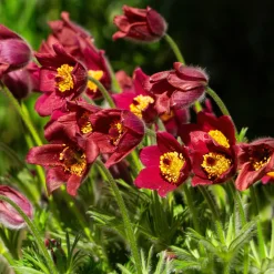 Anémone pulsatille rouge - Floraison rouge dès mars