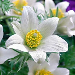 Anémone pulsatilles blanche - La première fleur du printemps