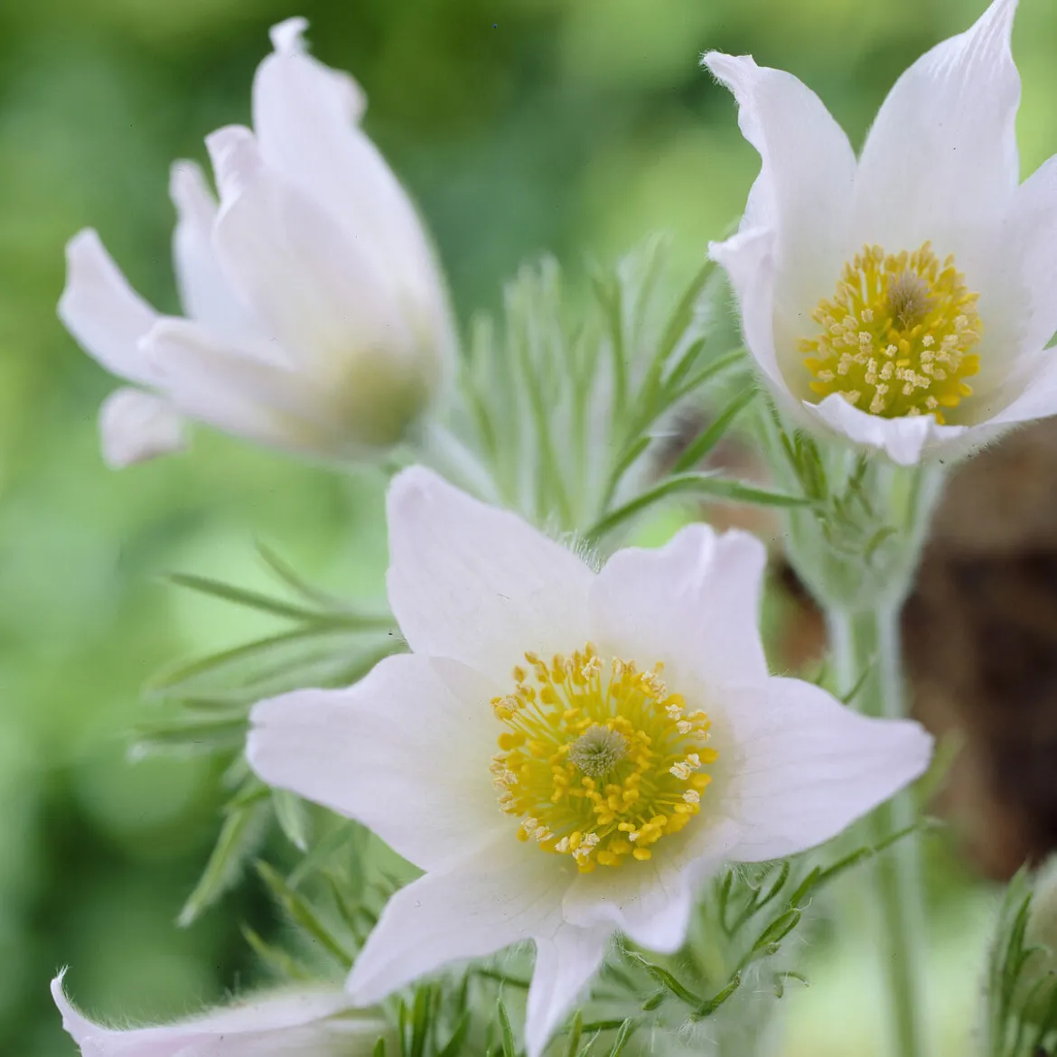 Anémone pulsatilles blanche - La première fleur du printemps