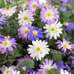 Anémones blanda en mélange - Un tapis fleuri au printemps