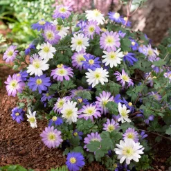 Anémones blanda en mélange - Un tapis fleuri au printemps