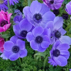 Anémones coronaria bleues - Du bleu vif dès l'hiver