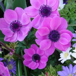 Anémones coronaria roses - Un tapis rose au printemps