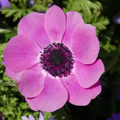 Anémones coronaria roses - Un tapis rose au printemps