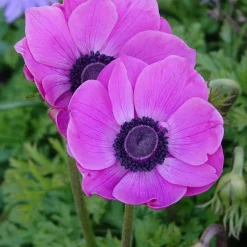Anémones coronaria roses - Un tapis rose au printemps