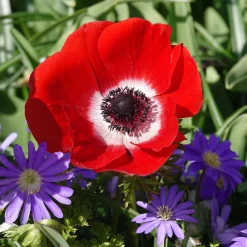 Anémones coronaria rouges - Un rouge éclatant au jardin