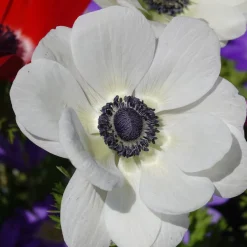 Anémones coronaria The Bride - Blanc pur, coeur noir chic