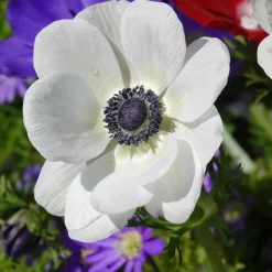 Anémones coronaria The Bride - Blanc pur, coeur noir chic