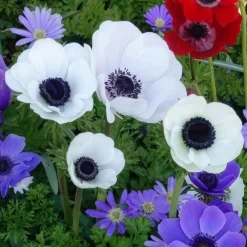 Anémones coronaria The Bride - Blanc pur, coeur noir chic