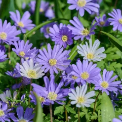 30 Anémones de Grèce Blue Shades - Un tapis bleu dès mars