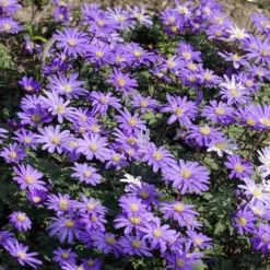 30 Anémones de Grèce Blue Shades - Un tapis bleu dès mars