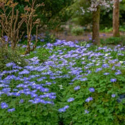 30 Anémones de Grèce Blue Shades - Un tapis bleu dès mars