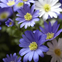 20 Anémones de Grèce - Un tapis de fleurs dès mars