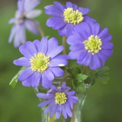 20 Anémones de Grèce - Un tapis de fleurs dès mars
