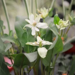 Anémopsis de Californie - Couvre-sol des berges humides