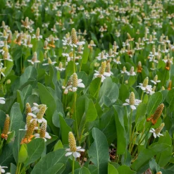 Anémopsis de Californie - Couvre-sol des berges humides