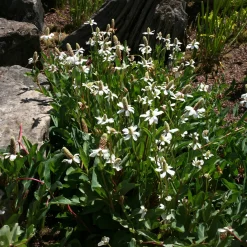 Anémopsis de Californie - Couvre-sol des berges humides