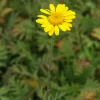 Anthemis tinctoria Kelwayi - Massif jaune tout l'été
