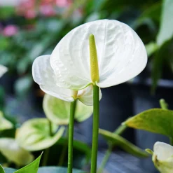 Anthurium blanc - La fleur blanche qui dure
