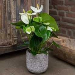 Anthurium blanc - La fleur blanche qui dure