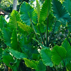 Anthurium Crystallinum - Feuillage velours effet waouh