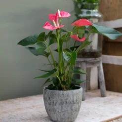 Anthurium rose - Des fleurs roses toute l'année
