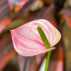 Anthurium rose - Des fleurs roses toute l'année