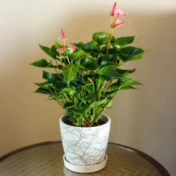 Anthurium rose - Des fleurs roses toute l'année