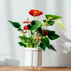 Anthurium rouge - La fleur rouge qui dure