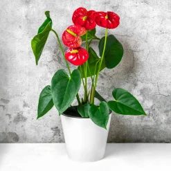 Anthurium rouge - La fleur rouge qui dure