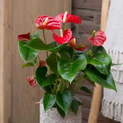Anthurium rouge - La fleur rouge qui dure