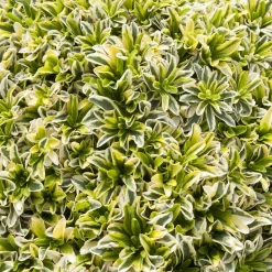 Arabette rampante Old Gold - Un tapis fleuri sans effort