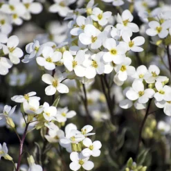 Arabette rampante Variegata - Un tapis fleuri sans effort