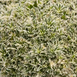Arabette rampante Variegata - Un tapis fleuri sans effort