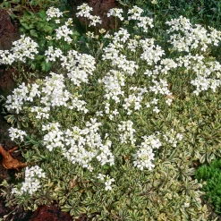 Arabette rampante Variegata - Un tapis fleuri sans effort