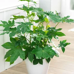 Aralia du Japon - Grandes feuilles, effet jungle