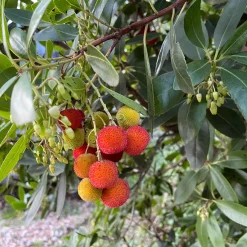 Arbousier Atlantic - Fleurs et fruits en même temps