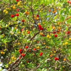 Arbousier - Fleurs et fruits en même temps