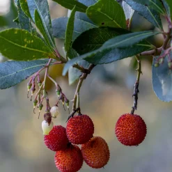 Arbousier Rubra - Fleurs et fruits en même temps