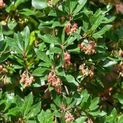 Arbousier Rubra - Fleurs et fruits en même temps