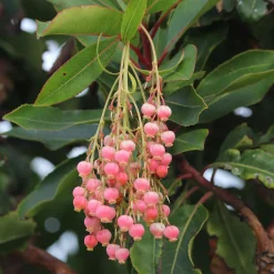 Arbousier Rubra - Fleurs et fruits en même temps